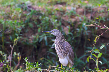  Indian Pond Heron, Ardeola grayii grayii, in the nature swamp habitat, India. Bird in the green flower in march. Brown heron from Asia.
