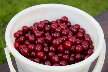 Harvested ripe fresh cherries in a bucket. Close-up. Background.
