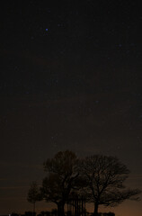 Naklejka premium tree and stars