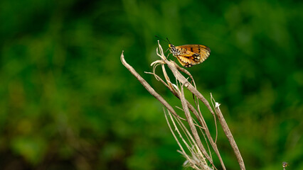 ladybug on a flower