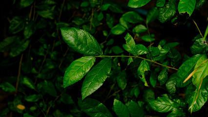 green leaves in the rain
