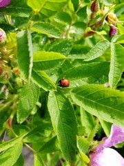 ladybug on leaf