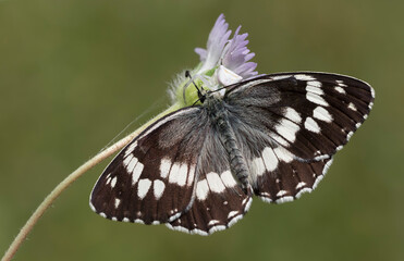 Syrian Marbled White 