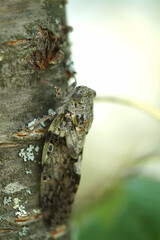 ニイニイゼミ　小型のセミ