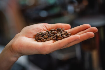 Barista holds beautiful coffee beans with whie longitudinal grooves in the hand