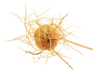 Nigella Dried Seed Head Capsule Isolated on White (Nigella Sativa).