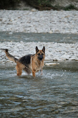 Recreation with dog in nature in fresh air. German shepherd of black and red color stands in river and enjoys life and active walk by water.