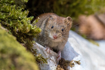 Bank Vole (Clethrionomys glareolus) tolerates of mouse fever. Hantavirus hemorrhagic fever with renal syndrome (HFRS) is a group of clinically similar illnesses caused by species of hantaviruses. 