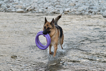 Active walking and playing with dog in water. Splashes fly from under paws. German shepherd of black and red color runs merrily and actively in river with two blue rings in its mouth.