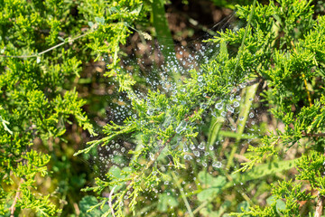 grass with water drops on the spider web