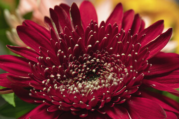 Close-up of beautiful red crimson with white tips on petals of gerbera flower on blurred background...