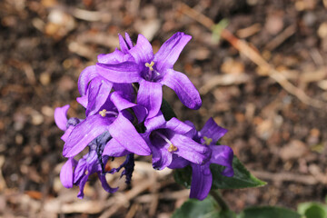 Purple clustered bellflower flowers