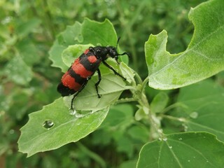 Macro photo of Insect Mylabris Quadripunctata Beetle on a leaf covered in rain droplets