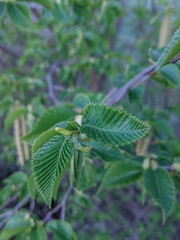 Tiny leaves of hop hornbeam or ostrya carpinifolia
