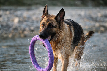 Active walking and playing with dog in the water. German Shepherd of black and red color is fun and actively playing in river with blue ring for pets.