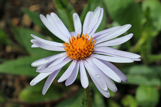 Violet aster flower with yellow centre