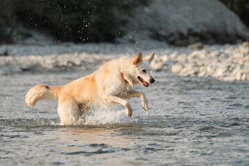 Spend time with dog by the water. White fluffy large mongrel runs along river and spray flies in different directions. Half breed of Siberian husky and white Swiss shepherd.