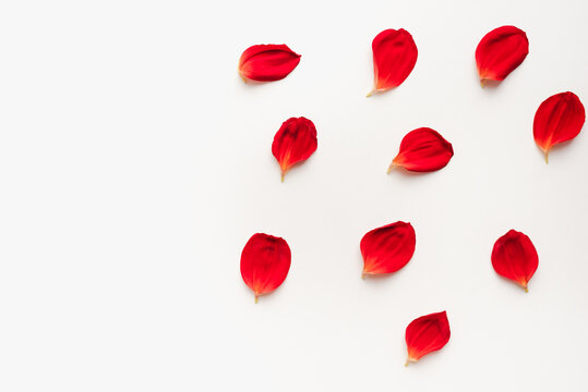 red petals on a white background, texture with petals, colored background, bright picture 