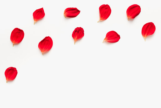 red petals on a white background, texture with petals, colored background, bright picture 