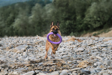 Splashes from water fly in different directions from wet fur of dog. Black and red German Shepherd runs along rocky river bank against background of green forest and plays with blue ring toy.