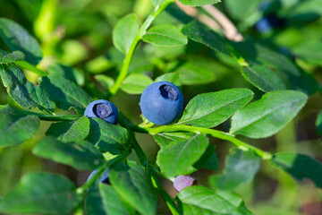 Green branches with berry of bilberry in the forest. Berries of forest blueberries