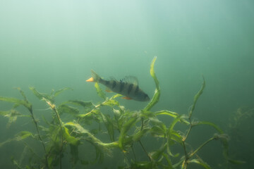 European perch in the lake underwater in freshwater. - obrazy, fototapety, plakaty