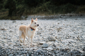 Spend time with dog by the water. White fluffy large mongrel stands on rocky bank of river and looks carefully ahead. Half breed of Siberian husky and white Swiss shepherd.