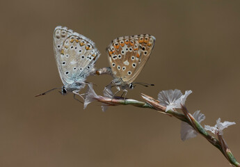 Levant Chalk Blue
