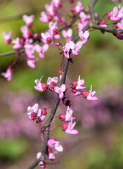 Obraz premium Judasbaum