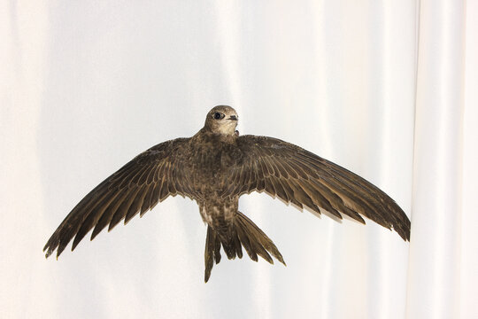 The swift is sitting on a white curtain.