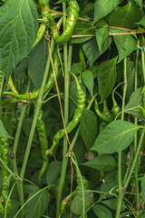 Green bitter pepper on a bush. Harvest of bitter pepper. Green chili pepper.