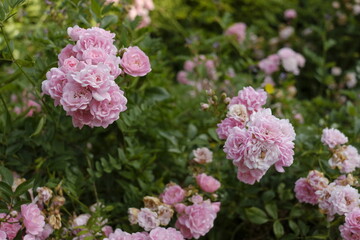 Rosen in pink und grün mit zahlreichen Blüten, Rosa canina