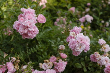 Fototapeta premium Rosen in pink und grün mit zahlreichen Blüten, Rosa canina