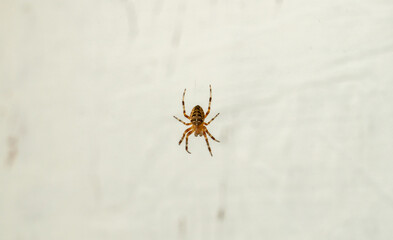 spider on a web