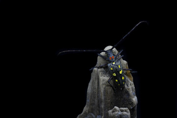 Batocera rubus is a species of beetle in the family Cerambycidae