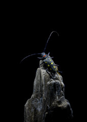 Batocera rubus is a species of beetle in the family Cerambycidae