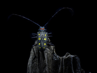 Batocera rubus is a species of beetle in the family Cerambycidae