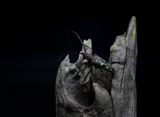 Batocera rubus is a species of beetle in the family Cerambycidae