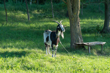 Naklejka na ściany i meble goat in the field