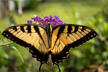 black and gold yellow tiger swallowtail butterfly feeding on a purple butterfly bush