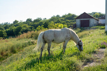 Fototapeta na wymiar horse in the meadow