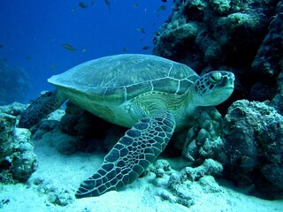 Naklejka na ściany i meble green sea turtle