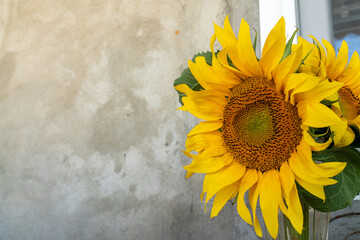 sunflowers on a wall background