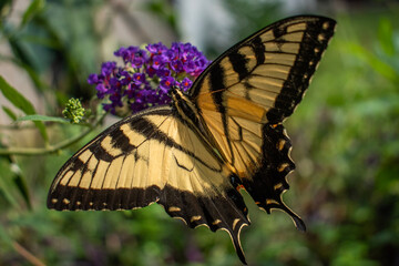 black and gold yellow tiger swallowtail butterfly feeding on a purple butterfly bush
