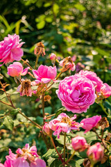 Obraz na płótnie Canvas Pink roses in the Garden