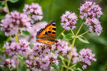 butterfly in the organic garden