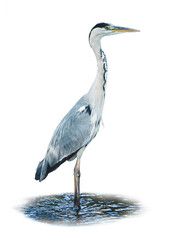 Graureiher steht in kleinem Bach - isoliert auf weissem Hintergrund
