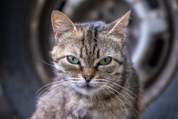 Homeless cat walks on the street