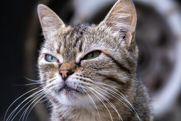 Homeless cat walks on the street