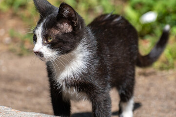 Homeless cat walks on the street